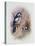 Pied Woodpecker-Archibald Thorburn-Premier Image Canvas