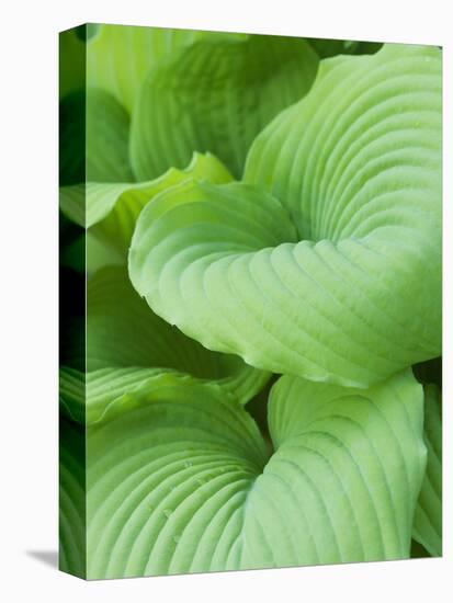 Piedmont Gold hosta leaves-Clive Nichols-Premier Image Canvas