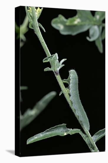 Pieris Rapae (Small Cabbage Butterfly, Common White; Small White) - Caterpillar-Paul Starosta-Premier Image Canvas