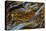 Pietersite from Namibia-Darrell Gulin-Premier Image Canvas