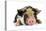 Pig 2 Week Old Kune Kune Piglet-null-Premier Image Canvas
