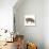 Pig Abstract Circles-Ron Magnes-Premier Image Canvas displayed on a wall