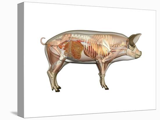 Pig Anatomy, Artwork-Friedrich Saurer-Premier Image Canvas