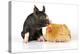 Pig Berkshire Piglet with Chicken-null-Premier Image Canvas