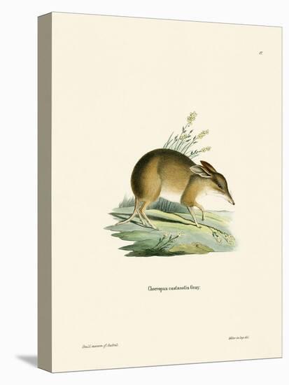 Pig-Footed Bandicoot-null-Premier Image Canvas