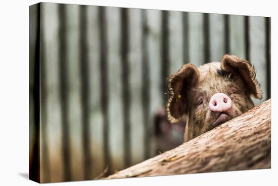 Pig in Gloucesteshire, England-John Alexander-Premier Image Canvas