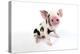 Pig Kune Kune Cross Gloucester Old Spot Piglet-null-Premier Image Canvas