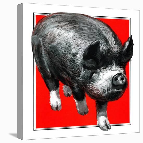 Pig Portrait-C.R. Patterson-Premier Image Canvas