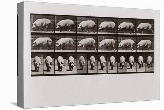 Pig Walking, Plate 673 from Animal Locomotion, 1887 (B/W Photo)-Eadweard Muybridge-Premier Image Canvas