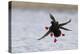 Pigeon Guillemots Alighting-Ken Archer-Premier Image Canvas