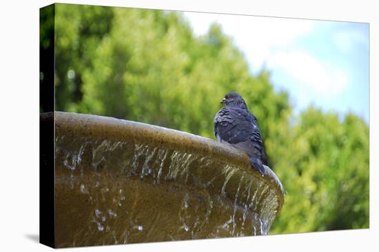 Pigeon on Sausalito Fountain, Marin County, California-Anna Miller-Premier Image Canvas