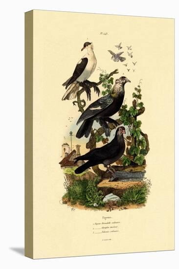 Pigeons, 1833-39-null-Premier Image Canvas