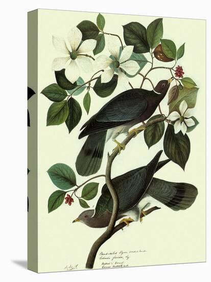 Pigeons in Dogwood-John James Audubon-Premier Image Canvas