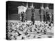 Pigeons in Trafalgar Square, London, 1926-1927-null-Premier Image Canvas