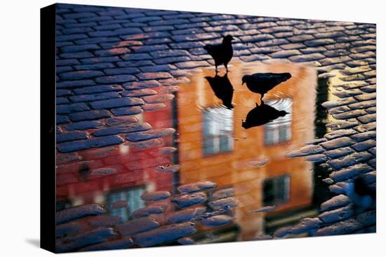 Pigeons-Allan Wallberg-Premier Image Canvas