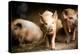 Piglet, Hertfordshire, England, United Kingdom, Europe-John Alexander-Premier Image Canvas
