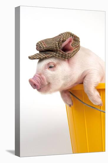 Piglet in a Bucket Wearing a Hat-null-Premier Image Canvas