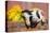 Piglet in wooden crate of vegetables on farm-Lynn M. Stone-Premier Image Canvas