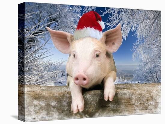 Piglet Looking over Fence Wearing Christmas-null-Premier Image Canvas