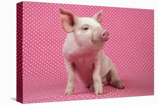 Piglet Sitting on Pink Spotty Blanket-null-Premier Image Canvas