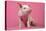 Piglet Sitting on Pink Spotty Blanket-null-Premier Image Canvas