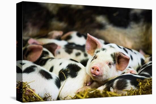 Piglets in Gloucestershire, England, United Kingdom, Europe-John Alexander-Premier Image Canvas