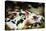 Piglets in Gloucestershire, England, United Kingdom, Europe-John Alexander-Premier Image Canvas