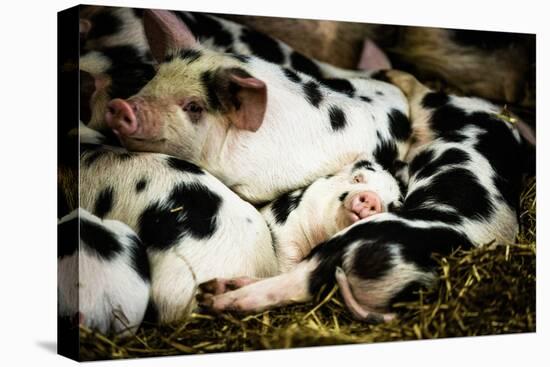 Piglets in Gloucestershire, England-John Alexander-Premier Image Canvas