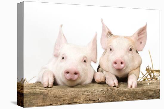 Piglets Looking over Fence-null-Premier Image Canvas