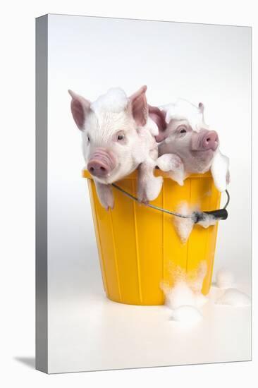 Piglets Sitting in a Bucket Covered in Soap Suds-null-Premier Image Canvas