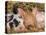 Piglets Sleeping, USA-Lynn M. Stone-Premier Image Canvas