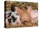 Piglets Sleeping, USA-Lynn M. Stone-Premier Image Canvas