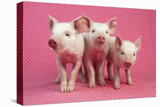 Piglets Standing in a Row on Pink Spotty Blanket-null-Premier Image Canvas
