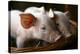 Piglets-Bjorn Svensson-Premier Image Canvas