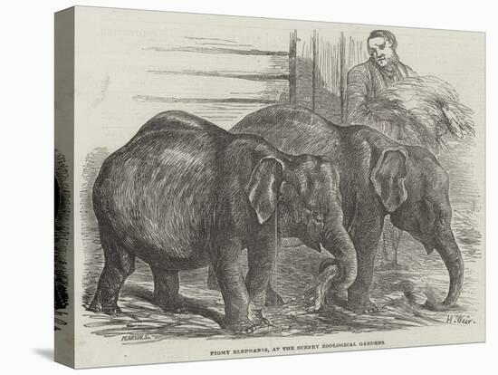 Pigmy Elephants, at the Surrey Zoological Gardens-Harrison William Weir-Premier Image Canvas