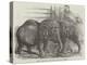 Pigmy Elephants, at the Surrey Zoological Gardens-Harrison William Weir-Premier Image Canvas