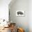 Pigmy Hippopotamus (Hippopotamus Liberiensis), Mammals-Encyclopaedia Britannica-Stretched Canvas displayed on a wall