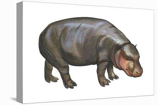 Pigmy Hippopotamus (Hippopotamus Liberiensis), Mammals-Encyclopaedia Britannica-Stretched Canvas