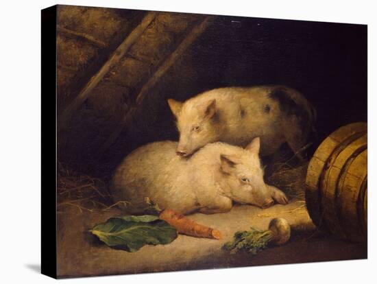 Pigs, 1775-1800 (Oil on Canvas)-George Morland-Premier Image Canvas