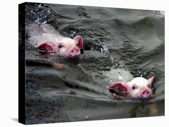 Pigs Compete Swimming Race at Pig Olympics Thursday April 14, 2005 in Shanghai, China-Eugene Hoshiko-Premier Image Canvas