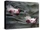 Pigs Compete Swimming Race at Pig Olympics Thursday April 14, 2005 in Shanghai, China-Eugene Hoshiko-Premier Image Canvas