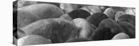 Pigs Crowded Together at a Swift Meatpacking Facility-Margaret Bourke-White-Premier Image Canvas