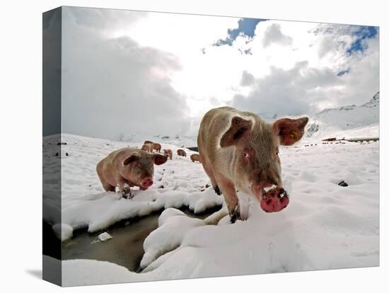 Pigs Make their Way Through a Snowy Landscape Near the Alpine Village of Schruns in Austria-null-Premier Image Canvas