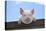 Pigs Piglets Looking over Fence-null-Premier Image Canvas