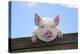 Pigs Piglets Looking over Fence-null-Premier Image Canvas