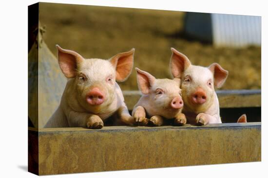 Pigs Piglets X Three Peering over Wall-null-Premier Image Canvas