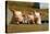 Pigs Piglets X Three Peering over Wall-null-Premier Image Canvas