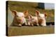 Pigs Piglets X Three Peering over Wall-null-Premier Image Canvas