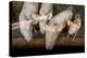 Pigs raised in Nguekhokh, Senegal, West Africa, Africa-Godong-Premier Image Canvas