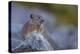 Pika, a Non-Hibernating Mammal Closely Related to Rabbits, Licks its Tongue at its Rock Home-Gary Luhm-Premier Image Canvas